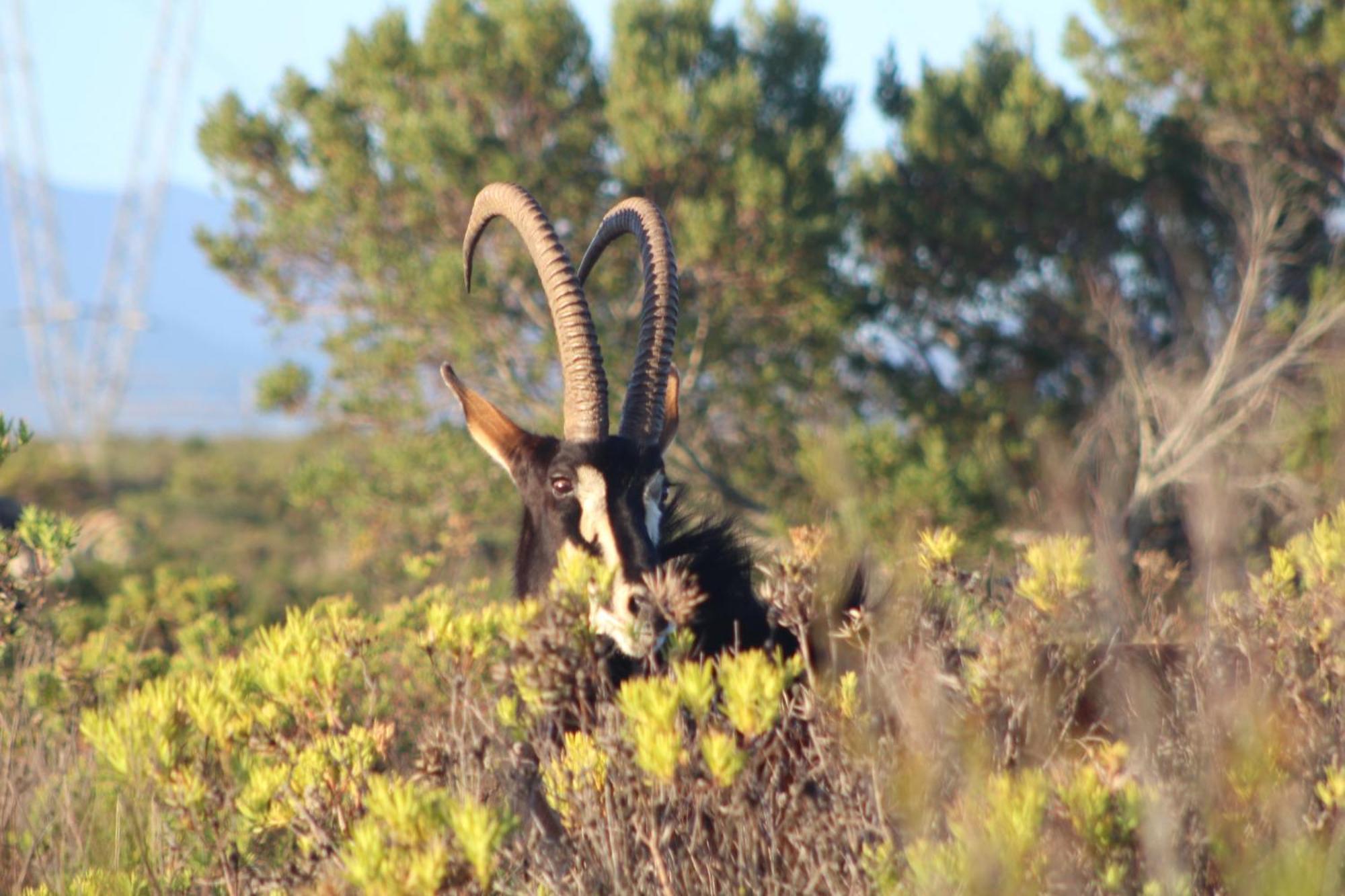 Hartenbos Private Game Lodge المظهر الخارجي الصورة